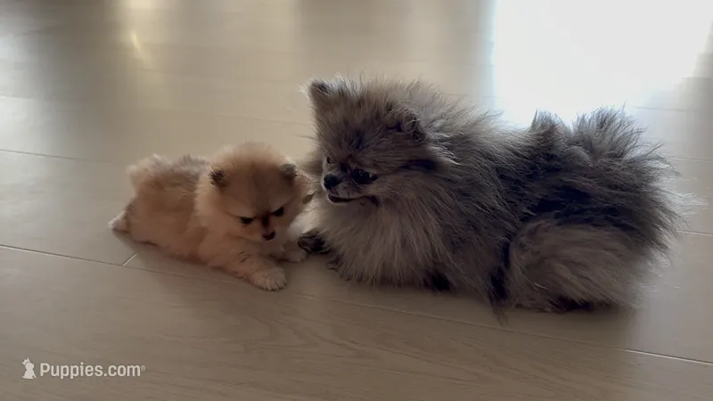 Luna – Pomeranian puppy for sale in San Jose, CA