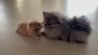 Luna, a female Pomeranian for sale in San Jose, CA – 1 of 3