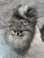 Luna, a female Pomeranian for sale in San Jose, CA – 4 of 4