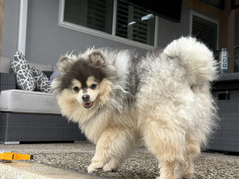 Lucas  – Pomeranian puppy for sale in San Jose, CA