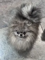 Luna, a female Pomeranian for sale in San Jose, CA – 3 of 4