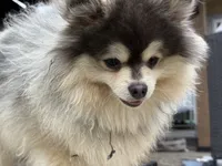 Lucas , a male Pomeranian for sale in San Jose, CA – 3 of 4
