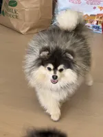 Lucas , a male Pomeranian for sale in San Jose, CA – 4 of 4