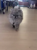 Luna, a female Pomeranian for sale in San Jose, CA – 3 of 3
