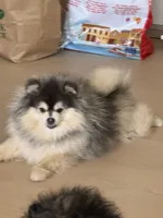 Lucas , a male Pomeranian for sale in San Jose, CA – 2 of 4