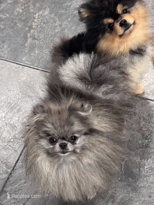 Luna – Pomeranian puppy for sale in San Jose, CA