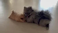 Luna, a female Pomeranian for sale in San Jose, CA – 2 of 3