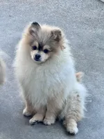 Thunder, a male Pomeranian for sale in San Jose, CA – Photo 2 of 2
