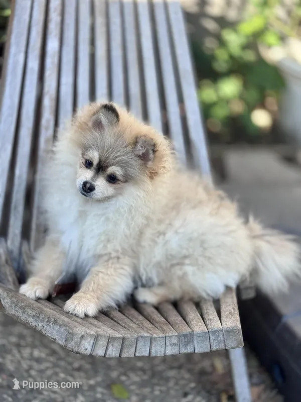 Thunder, a male Pomeranian for sale in San Jose, CA – Photo 1 of 2