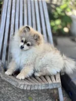 Thunder, a male Pomeranian for sale in San Jose, CA – Photo 1 of 2
