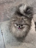 Luna, a female Pomeranian for sale in San Jose, CA – 2 of 4