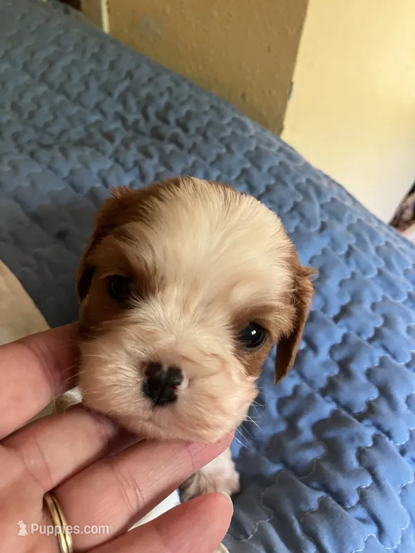 Benny – Cavalier King Charles Spaniel puppy for sale in St. Paul, MN