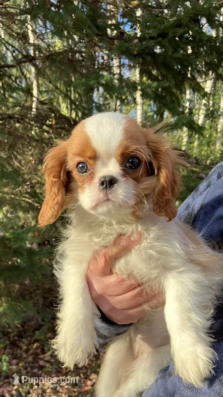 Sofie – Cavalier King Charles Spaniel puppy for sale in St. Paul, MN