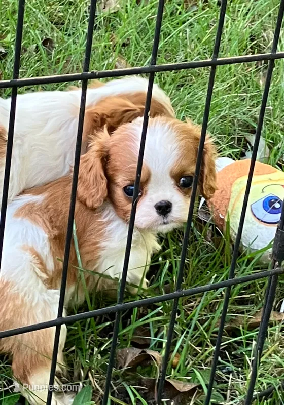 Sadie – Cavalier King Charles Spaniel puppy for sale in St. Paul, MN