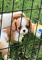 Sadie, a female Cavalier King Charles Spaniel for sale in St. Paul, MN – 1 of 4