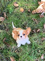 Sadie, a female Cavalier King Charles Spaniel for sale in St. Paul, MN – 2 of 4