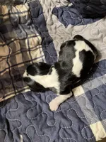 Jimmy, a male Cavalier King Charles Spaniel for sale in St. Paul, MN – Photo 4 of 4