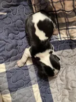 Jimmy, a male Cavalier King Charles Spaniel for sale in St. Paul, MN – Photo 3 of 4