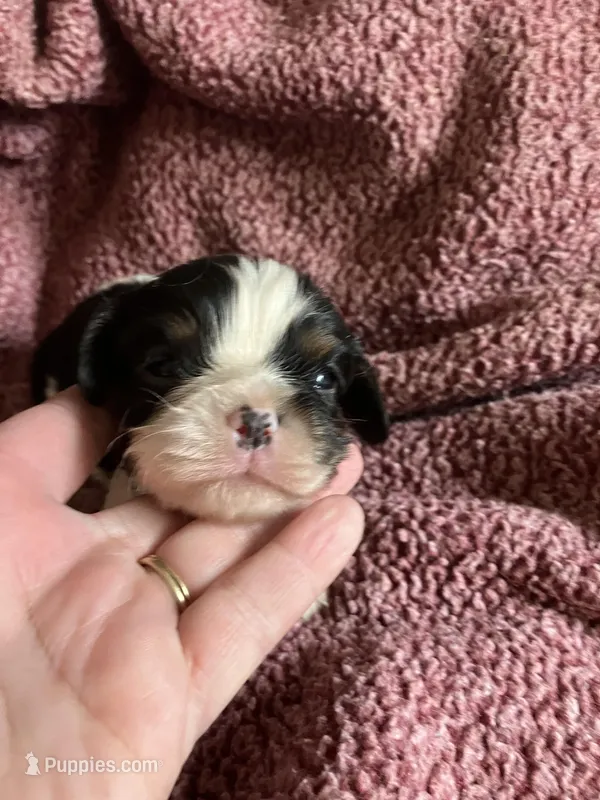 Jimmy – Cavalier King Charles Spaniel puppy for sale in St. Paul, MN
