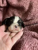 Jimmy, a male Cavalier King Charles Spaniel for sale in St. Paul, MN – 2 of 5