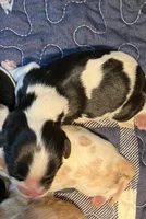 Jimmy, a male Cavalier King Charles Spaniel for sale in St. Paul, MN – Photo 1 of 4