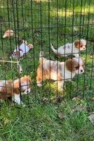 Tommy, a male Cavalier King Charles Spaniel for sale in St. Paul, MN – 2 of 2