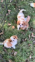 Sofie, a female Cavalier King Charles Spaniel for sale in St. Paul, MN – 3 of 4
