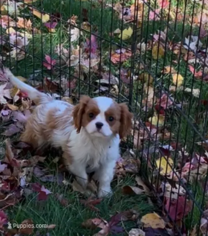 Tommy – Cavalier King Charles Spaniel puppy for sale in St. Paul, MN
