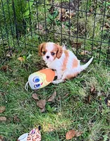 Sofie, a female Cavalier King Charles Spaniel for sale in St. Paul, MN – 2 of 4
