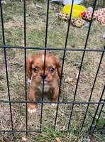 Red carries black choc, a male Cavalier King Charles Spaniel for sale in St. Paul, MN – 2 of 2