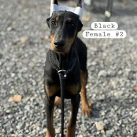 Soffie, a female Doberman Pinscher for sale in Carbonado, WA – Photo 3 of 3