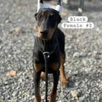 Soffie, a female Doberman Pinscher for sale in Carbonado, WA – Photo 1 of 3