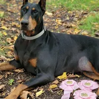 Soffie, a female Doberman Pinscher for sale in Carbonado, WA – Photo 2 of 3