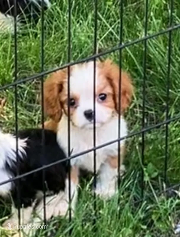 Benny – Cavalier King Charles Spaniel puppy for sale in St. Paul, MN