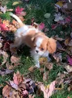 Sadie PENDING , a female Cavalier King Charles Spaniel for sale in St. Paul, MN – 6 of 6
