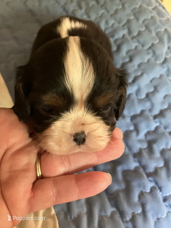 Nemo – Cavalier King Charles Spaniel puppy for sale in St. Paul, MN