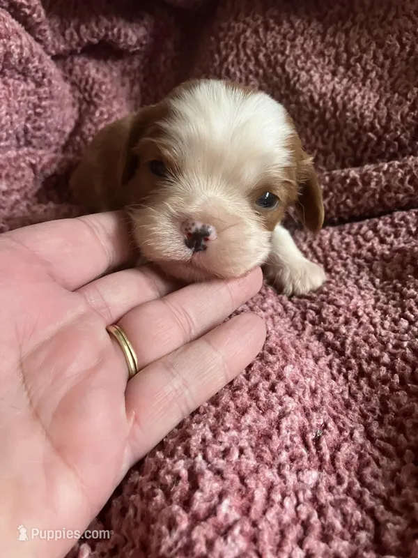 Benny – Cavalier King Charles Spaniel puppy for sale in St. Paul, MN