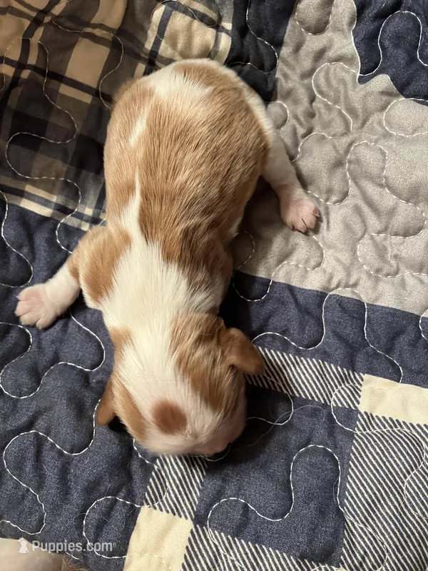 Benny – Cavalier King Charles Spaniel puppy for sale in St. Paul, MN
