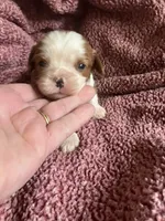Benny, a male Cavalier King Charles Spaniel for sale in St. Paul, MN – 3 of 6