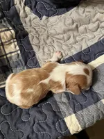 Benny, a male Cavalier King Charles Spaniel for sale in St. Paul, MN – Photo 2 of 2