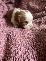 Benny, a male Cavalier King Charles Spaniel for sale in St. Paul, MN – 6 of 6