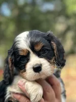 Pups, a male Cavalier King Charles Spaniel for sale in Carbonado, WA – Photo 3 of 8