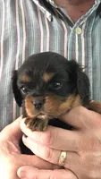 Pups, a male Cavalier King Charles Spaniel for sale in Carbonado, WA – Photo 4 of 8