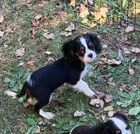 Pups, a male Cavalier King Charles Spaniel for sale in Carbonado, WA – Photo 8 of 8