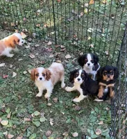 Pups, a male Cavalier King Charles Spaniel for sale in Carbonado, WA – Photo 5 of 8