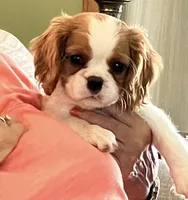 Pups, a male Cavalier King Charles Spaniel for sale in Carbonado, WA – Photo 2 of 8