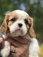 Pups, a male Cavalier King Charles Spaniel for sale in Carbonado, WA – Photo 1 of 8
