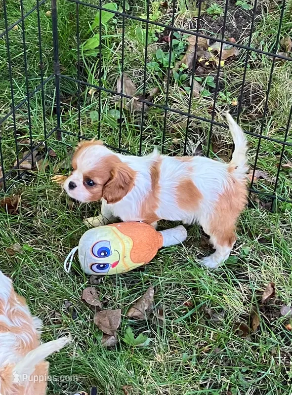 Sofie – Cavalier King Charles Spaniel puppy for sale in St. Paul, MN
