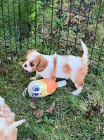 Sofie, a female Cavalier King Charles Spaniel for sale in St. Paul, MN – 1 of 4