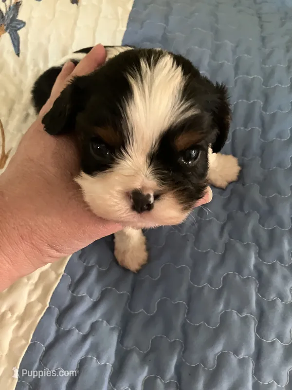 Jimmy – Cavalier King Charles Spaniel puppy for sale in St. Paul, MN